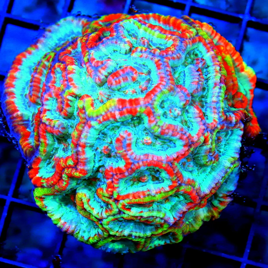 4X4 SYMPHYLLIA WILSONI-SCOTT'S HANDPICKED SHOWPIECE ULTRA COLORED SUPER RARE ULTIMATE RAINBOW