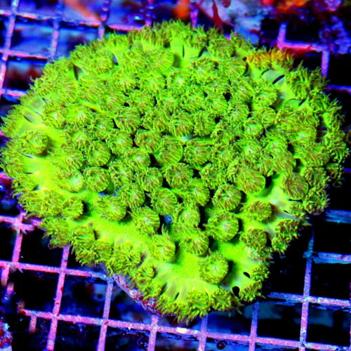 4.5x4.5 PAGODA CUP CORAL - BEAUTIFUL RARELY FEATURED ON OUR SITE GREEN PAGODA CUP CORAL