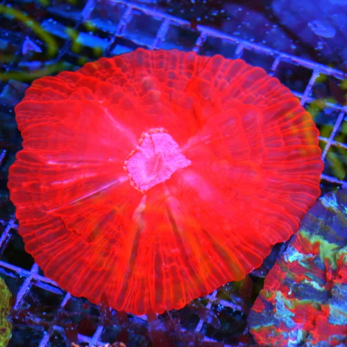 5x5 XL CYNARINA CORAL - SUPER NEON RED PURPLE/BLUE EYED ULTRA COLORED CYNARINA