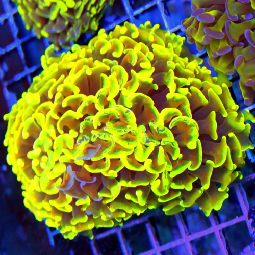 5.5x4.5 HAMMER CORAL - ORANGE TENTACLED LEMON LIME YELLOW TIPPED SHOWPIECE ULTRA COLORED HAMMER CORA