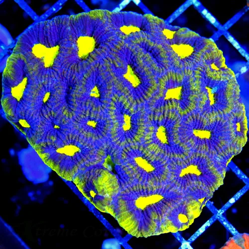 4.5x4 FAVIA CORAL - DARK PURPLE PREDATOR'S BLOOD YELLOW FAVIA CORAL