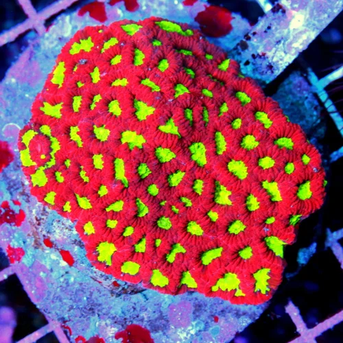 4x4 FAVIA CORAL - SUPER RED AND YELLOW HANDPICKED BY SCOTT FAVIA CORAL