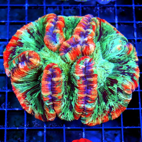 WYSIWYG 5.5X5 XL ULTRA WELLSOPHYLLIA-ULTRA COLORED RAINBOW INDO XL WELLSOPHYLLIA-INCREDIBLE COLOR!! live coral for sale - Extreme Corals