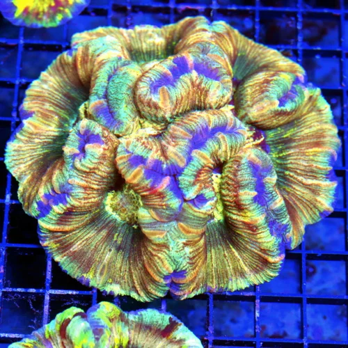 WYSIWYG 5.5X5 XL ULTRA WELLSOPHYLLIA-I LOVE THIS ONE THE COLOR IS VERY VERY UNIQUE-DEFIANTELY A WICKED SPECI live coral for sale - Extreme Corals