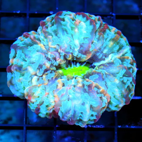 WYSIWYG 4.5X4.5 "VERY RARE BLUE INDOPHYLLIA" HANDPICKED BY SCOTT THIS IS INCREDIBLE!!! live coral for sale - Extreme Corals