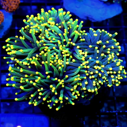 WYSIWYG 6X5 COLLECTOR TORCH-SCOTT'S HANDPICKED XXL CENTERPIECE ORANGE TIPPED GLOWING PURPLE INDO TORCH live coral for sale - Extreme Corals