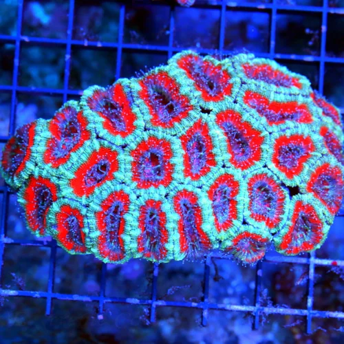 WYSIWYG 5.5X4 ACANTHASTREA LORDHOWENSIS BAD TO THE BONE!! SUPER RED RINGED BLUE ACAN LORD live coral for sale - Extreme Corals