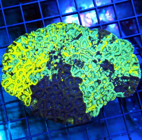 5.5x4 MICRO FAVIA CORAL - COLLECTOR'S ITEM HANDPICKED MULTICOLORED MICRO FAVIA CORAL