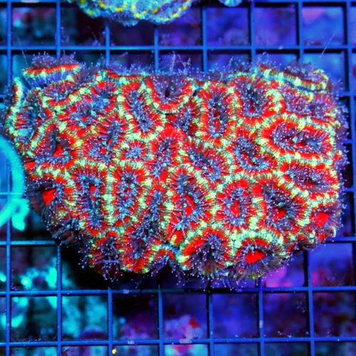 WYSIWYG 5X4 ACANTHASTREA LORDHOWENSIS BAD TO THE BONE!! ULTRA COLORED "DRAGON SLAYER" ACAN LORD live coral for sale - Extreme Corals