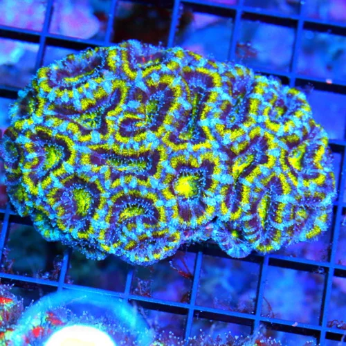 WYSIWYG 4X3ACANTHASTREA LORDHOWENSIS BAD TO THE BONE!! ULTRA COLORED "BLUEBERRY FIELDS" ACAN LORD live coral for sale - Extreme Corals