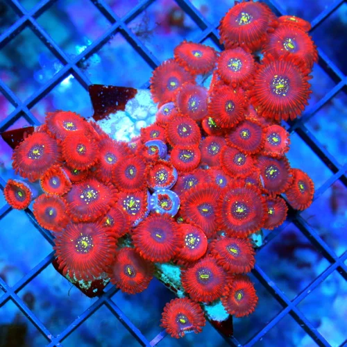 WYSIWYG 4X3.5 MAGICIAN PALYTHOAS-COLLECTORS ITEM ULTRA ULTRA COLORED VERY RARE MAGICIAN PALYTHOAS-STUNNING C live coral for sale - Extreme Corals