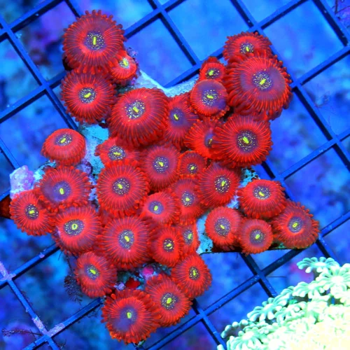 WYSIWYG 3.5X3.5 MAGICIAN PALYTHOAS-COLLECTORS ITEM ULTRA ULTRA COLORED VERY RARE MAGICIAN PALYTHOAS-AWESOME live coral for sale - Extreme Corals