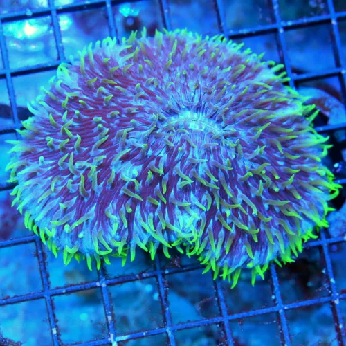 WYSIWYG 5X4 "BLUE SMURF PLATE" COLLECTORS ITEM SUPER RARE ONLY 1 OR 2 EACH YEAR!! live coral for sale - Extreme Corals