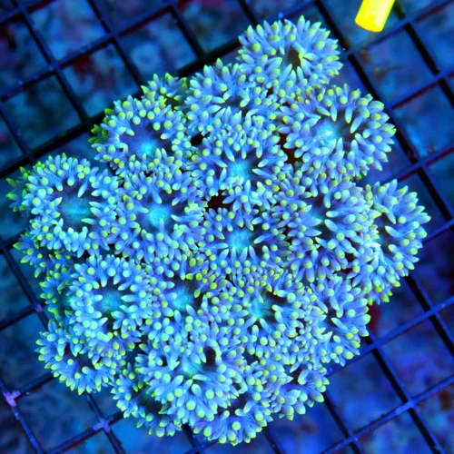 WYSIWYG 4.5x4.5 VERY VERY RARE "BLUEBERRY DUNCANSAMNIA" COLLECTORS ITEM!! I ONLY GET A FEW OF THESE A YEAR live coral for sale - Extreme Corals