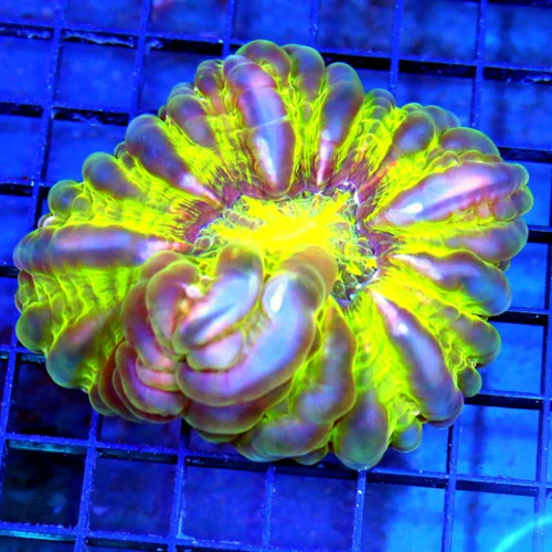 5x4.5 CYNARINA CORAL - OUT OF THIS WORLD GREEN PURPLE BLUE GREEN EYED CYNARINA