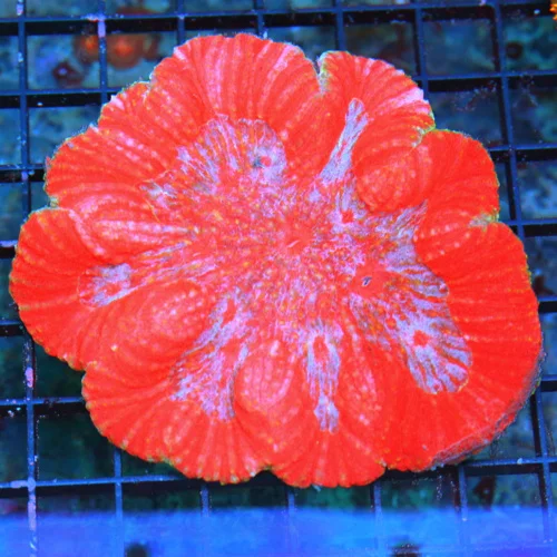 WYSIWYG 5.5X5.5 BLUE CENTERED NEON NEON CHERRY BOMB REDE ULTRA COLORED INDO LOBOPHYLLIA live coral for sale - Extreme Corals