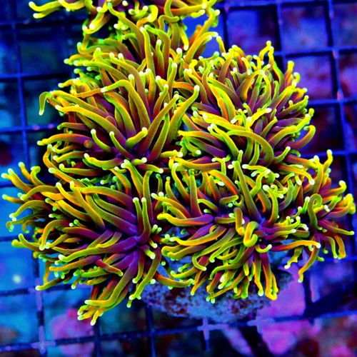 WYSIWYG 5.5X5 ULTRA TORCH-HANDPICKED BY SCOTT GIANT CENTERPIECE "DRAGON SLAYER" TORCH live coral for sale - Extreme Corals