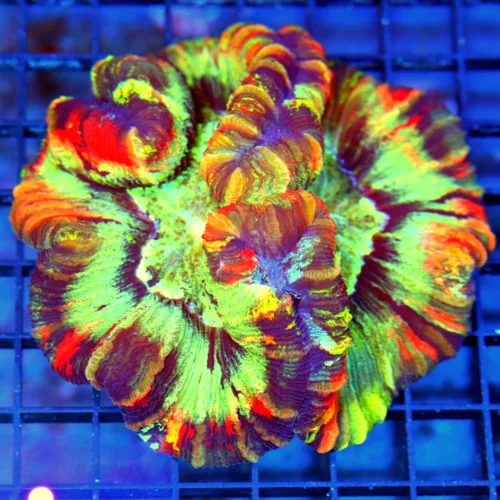 5x5 WELLSOPHYLLIA CORAL - ULTRA GRADE ULTRA COLORED RAINBOW WELLSOPHYLLIA CORAL