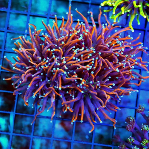 WYSIWYG 5.5X5.5 ULTRA TORCH-HANDPICKED BY SCOTT GIANT CENTERPIECE "HELLFIRE" TORCH live coral for sale - Extreme Corals