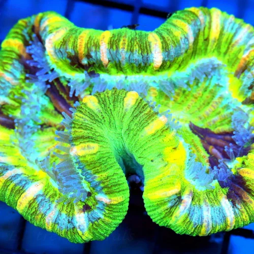 3.75 TRACHYPHYLLIA CORAL -  SUPER COLORED TRACHYPHYLLIA CORAL