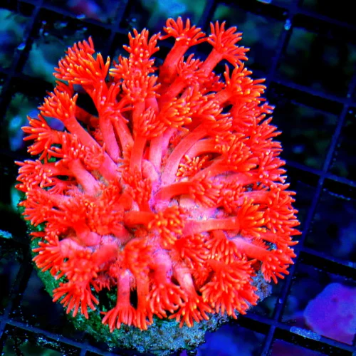 WYSIWYG 4X3 ULTRA NEON RED INDO GONIPORA-THIS IS A EPIC COLORED SHOWPIECE SUPER SUPER RED live coral for sale - Extreme Corals