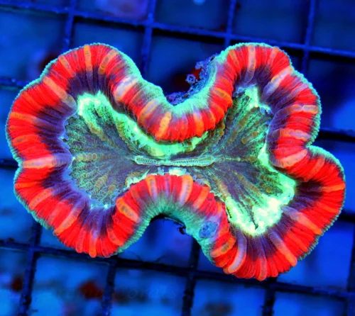 3.5x2.5 TRACHYPHYLLIA CORAL - RED GREEN AND SEAFOAM BLUE TRACHYPHYLLIA CORAL