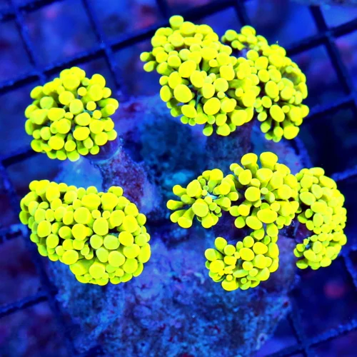 WYSIWYG 5.5X5 VERY VERY RARE-HIGHLIGHTER YELLOW "YELLOW HORNET" BRANCHING HAMMER-WOWWEE!!! live coral for sale - Extreme Corals