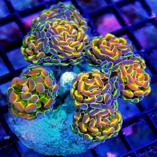 WYSIWYG 5.5X5 XL ULTRA BRANCHING HAMMER- VERY INTENSE COLORED "HOLOGRAM HAMMER" live coral for sale - Extreme Corals