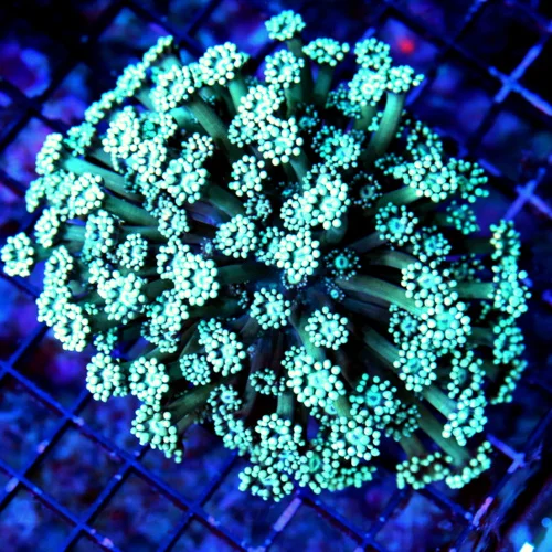 WYSIWYG 5X4 LARGE SEAFOAM "BLUE" GONIOPORA-VERY NICE COLOR-VERY RARE!! live coral for sale - Extreme Corals