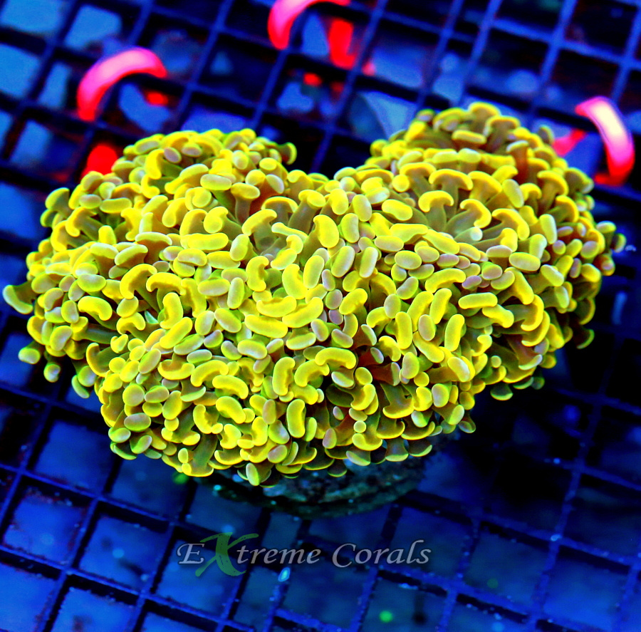 Extreme Corals | 6x4 BRANCHING HAMMER - ULTRA GRADE ORANGE MULTICOLORED ...