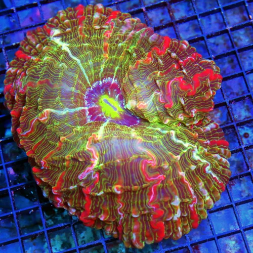 WYSIWYG 8x7 SUPER COLORED MASTER INDOPHYLLIA HANDPICKED BY SCOTT-GIANT CENTERPIECE AMZING COLOR!! live coral for sale - Extreme Corals