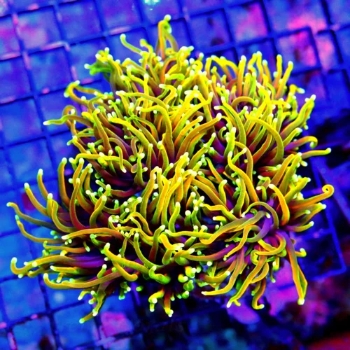 WYSIWYG 6X6 XXL GIANT CENTERPIECE DRAGON SLAYER INDO COLLECTORS ITEM TORCH CORAL-OUT OF THIS WORLD live coral for sale - Extreme Corals