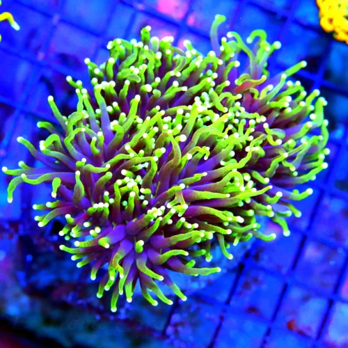 WYSIWYG 5.5X5.5 XXL SUPER PURPLE TENTACLED ULTRA NEON MULTICOLORED TOXIC GREEN TIPPED SHOWPIECE INDO TORCH live coral for sale - Extreme Corals