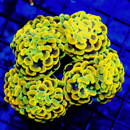 WYSIWYG 5.5X5 SUPER SUPER MULTICOLORED ORANGE BRANCHING ULTRA COLORED HAMMER-PERFECT!!! live coral for sale - Extreme Corals