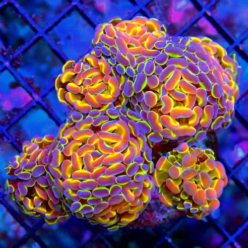 WYSIWYG 5.5X5 ULTRA GRADE-BRANCHING HAMMER-SUPER HARD TO GET "HOLOGRAM HAMMER" INSANE COLOR FIRE!!! live coral for sale - Extreme Corals