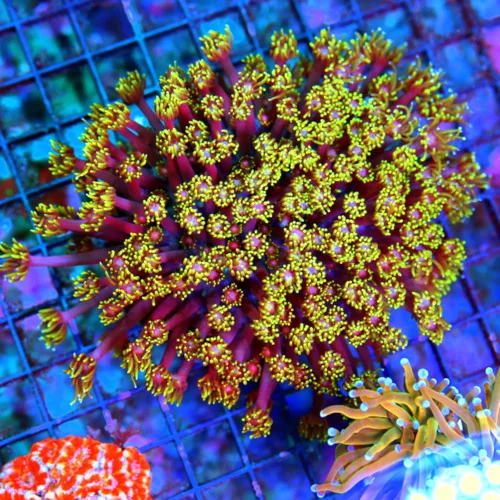 WYSIWYG 6X5 HANDPICKED BY SCOTT GIANT ULTRA RAINBOW YELLOW TIPPED RED ULTRA SHOWPIECE GONIOPORA live coral for sale - Extreme Corals