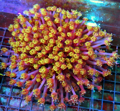 WYSIWYG 7X7 HANDPICKED BY SCOTT GIANT ULTRA RAINBOW YELLOW TIPPED RED ULTRA COLLECTOR GONIOPORA live coral for sale - Extreme Corals