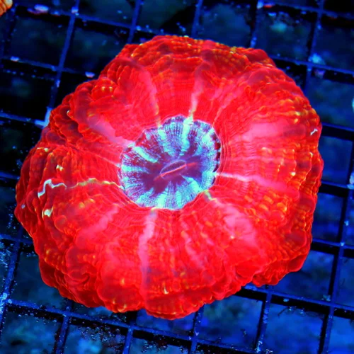 WYSIWYG 5X5 SUPER CHERRY BOMB RED COLLECTOR COLOR VERY VERY INTENSE BLUE EYED CYNARINA live coral for sale - Extreme Corals