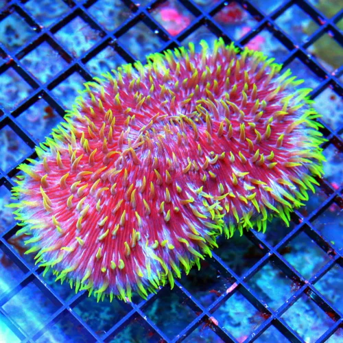 WYSIWYG 5.5X4.5 EXTREMELY RARE COLOR "PAPA SMURF BLUE" EXTREMELY RARE BLUE PURPLE RED PLATE live coral for sale - Extreme Corals