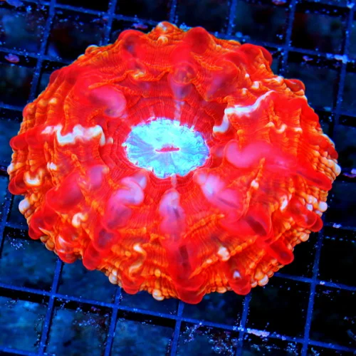 WYSIWYG 4.5X4.5 ONE OF A KIND ORANGE HUED RED SPLASHED ULTRA COLORED COLLECTORS CYNARINA live coral for sale at Extreme Corals