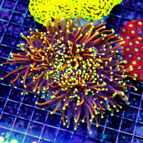 WYSIWYG 7X7 SCOTT'S PICK OF THE MONTH-BEST TORCH I HAVE SEEN IN A LONG TIME GIANT CENTERPIECE!!! live coral for sale at Extreme Corals
