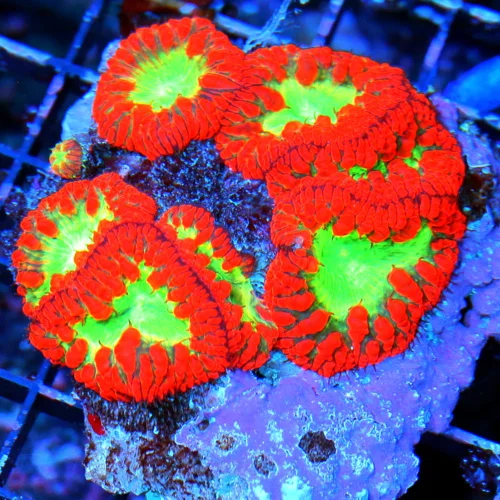 WYSIWYG 4.5X4.5 ULTRA ULTRA NEON FIRECRACKER RED GLOWING TOXIC GREEN ALIEN EYED BLASTOMUSSA WELLSI live coral for sale - Extreme Corals