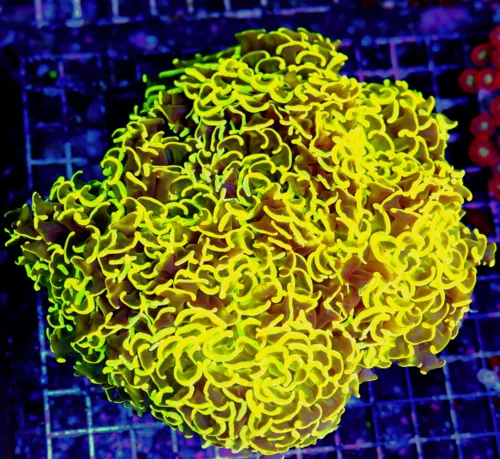 WYSIWYG 10X10 GIANT CENTERPIECE OF ANYONES TANK TRUE ULTIMATE SHOWPIECE COLLECTORS ITEM HAMMER!!!! live coral for sale - Extreme Corals
