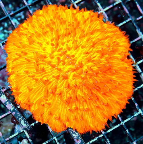 WYSIWYG 5X5 XL SUPEER ORNAGE FLAMETIP MELTING POT ULTRA COLORED XL INDO PLATE CORAL live coral for sale - Extreme Corals