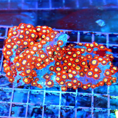 WYSIWYG 6.5X5 ULTRA COLORED INDO SHOWPIECE ZOANTHID COLONY-XXL live coral for sale - Extreme Corals