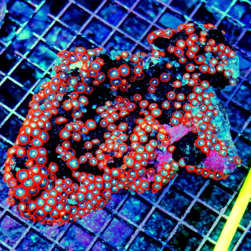 WYSIWYG 7X6 ULTRA COLORED INDO SHOWPIECE ZOANTHID COLONY-XXL FABULOUS COLOR!! live coral for sale - Extreme Corals
