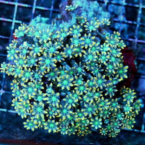 WYSIWYG 5.5X5.5 XL VERY HARD TO GET ORANGE TIPPED ULTRA COLORED FIRECRAKER ORANGE CLOVE POLYPS live coral for sale - Extreme Corals