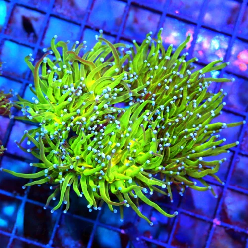 WYSIWYG 5.5X5 SUPER BLUE TIPPED ULTRA COLORED NEON TOXIC GREEN XL ULTRA TORCH CORAL live coral for sale - Extreme Corals