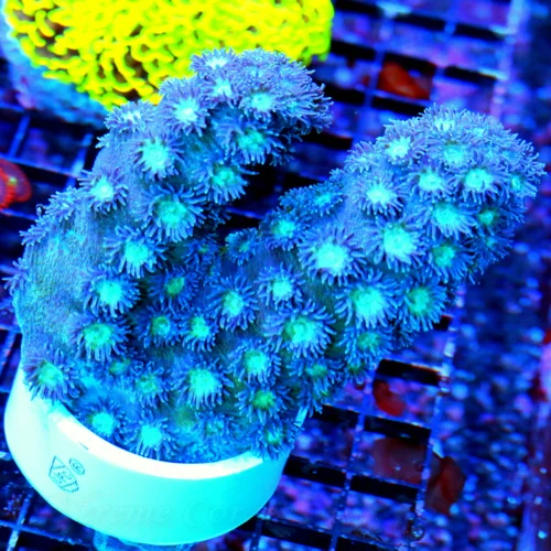 WYSIWYG 5x4  BLUE BRANCHING TURBINARIA-EXTREMELY HARD TO GET THIS IS A EPIC COLLECTOR PIECE-INCREDIBLE!! live coral for sale - Extreme Corals