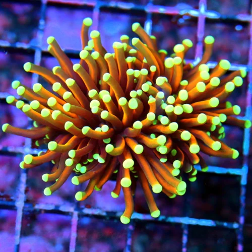WYSIWYG 3.5" ULTRA HOWPIECE COLLECTORS ITEM INDO TORCH-ULTRA GRADE 24k live coral for sale - Extreme Corals